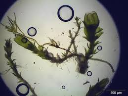 Attēlu rezultāti vaicājumam “Cephaloziella hampeana”