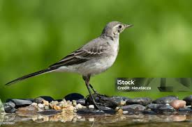 Attēlu rezultāti vaicājumam “Motacilla alba juvenile”