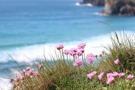 Attēlu rezultāti vaicājumam “Anthyllis maritima flower”