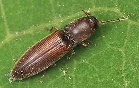 Attēlu rezultāti vaicājumam “Elateridae”