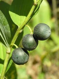 Attēlu rezultāti vaicājumam “Polygonatum odoratum fruit”