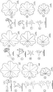 Attēlu rezultāti vaicājumam “Alchemilla vulgaris aggr. leaf”