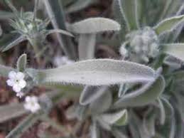 Attēlu rezultāti vaicājumam “Sisymbrium altissimum leaf”