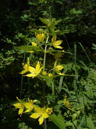 Attēlu rezultāti vaicājumam “Lysimachia vulgaris”