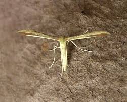 Attēlu rezultāti vaicājumam “Adaina microdactyla”