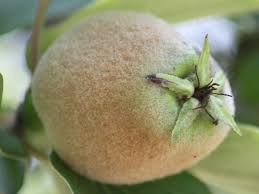 Attēlu rezultāti vaicājumam “Cydonia oblonga flower”