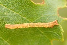 Attēlu rezultāti vaicājumam “Cyclophora albipunctata”