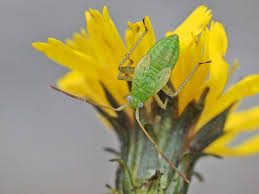 Attēlu rezultāti vaicājumam “Adelphocoris lineolatus imago”
