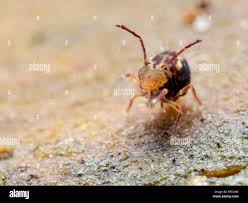 Attēlu rezultāti vaicājumam “Symphypleona”