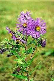 Image result for Aster novi-belgii