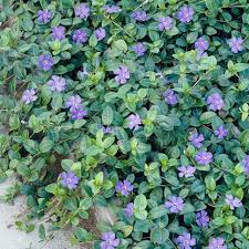Attēlu rezultāti vaicājumam “Vinca minor leaf”