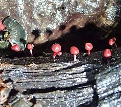 Attēlu rezultāti vaicājumam “Arcyria helvetica”