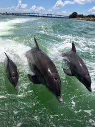 Image result for Adventure Dolphin