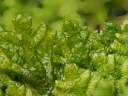 Attēlu rezultāti vaicājumam “Porella platyphylla macro”