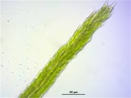 Attēlu rezultāti vaicājumam “Dichodontium pellucidum macro”