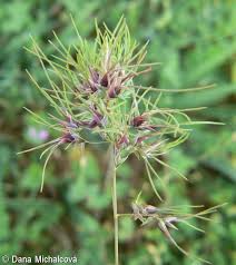 Attēlu rezultāti vaicājumam “Poa remota bud”