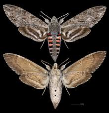 Attēlu rezultāti vaicājumam “Agrius convolvuli”