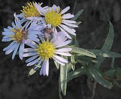 Image result for Aster lanceolatus