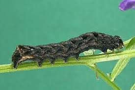 Attēlu rezultāti vaicājumam “Axylia putris”