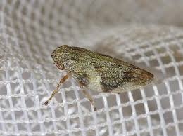 Attēlu rezultāti vaicājumam “Aphrophora alni imago”