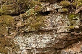 Attēlu rezultāti vaicājumam “Lepraria”