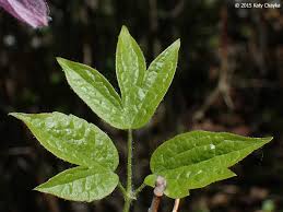 Attēlu rezultāti vaicājumam “Clematis leaf”