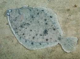 Image result for Limanda limanda