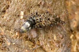 Attēlu rezultāti vaicājumam “Ontholestes murinus”