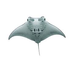 Image result for Mobula birostris