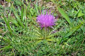 Attēlu rezultāti vaicājumam “Cirsium acaule flower”