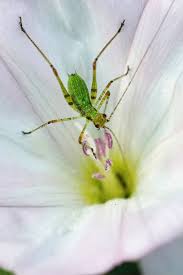 Attēlu rezultāti vaicājumam “Phaneroptera falcata”