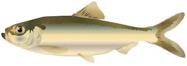 Image result for Alosa pseudoharengus