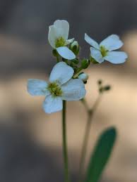 Attēlu rezultāti vaicājumam “Cardaminopsis arenosa leaf”