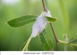 Attēlu rezultāti vaicājumam “Aphrophoridae imago”