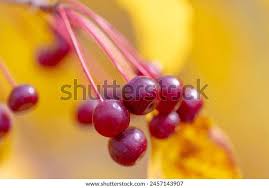 Attēlu rezultāti vaicājumam “Malus baccata fruit”