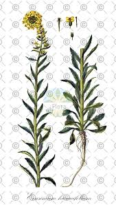 Attēlu rezultāti vaicājumam “Erysimum hieracifolium”