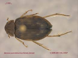 Attēlu rezultāti vaicājumam “Enochrus affinis”