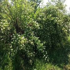 Attēlu rezultāti vaicājumam “Physocarpus opulifolius”