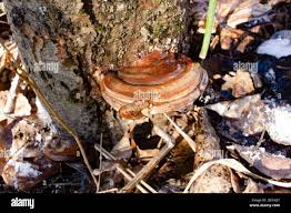 Attēlu rezultāti vaicājumam “Ganoderma applanatum”