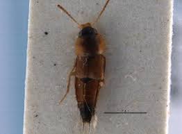 Attēlu rezultāti vaicājumam “Tachyporus sp.”