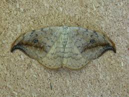 Attēlu rezultāti vaicājumam “Drepana falcataria”