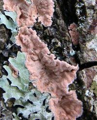 Attēlu rezultāti vaicājumam “Corticium roseum”