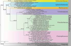 Attēlu rezultāti vaicājumam “Chaetophora pisiformis”