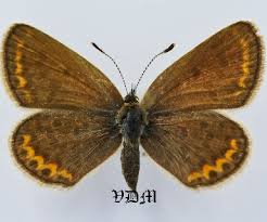 Attēlu rezultāti vaicājumam “Plebejus idas”