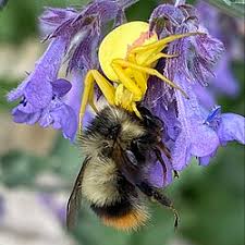 Attēlu rezultāti vaicājumam “Misumena vatia”