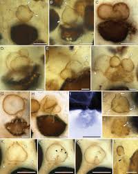 Attēlu rezultāti vaicājumam “Reticularia jurana spores”