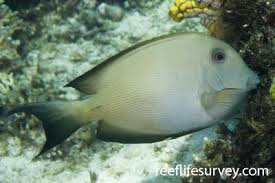 Image result for Ctenochaetus hawaiiensis