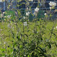 Attēlu rezultāti vaicājumam “Silene latifolia subsp. alba flower”