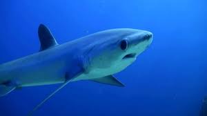 Image result for Alopias pelagicus