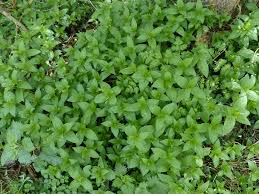 Attēlu rezultāti vaicājumam “Mercurialis perennis bud”